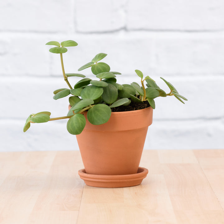 Peperomia - Tetraphylla Hope - Shop Online!