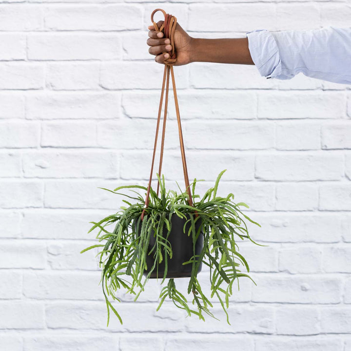 Emerson Leather Matte Hanging Pot - Shop Online!