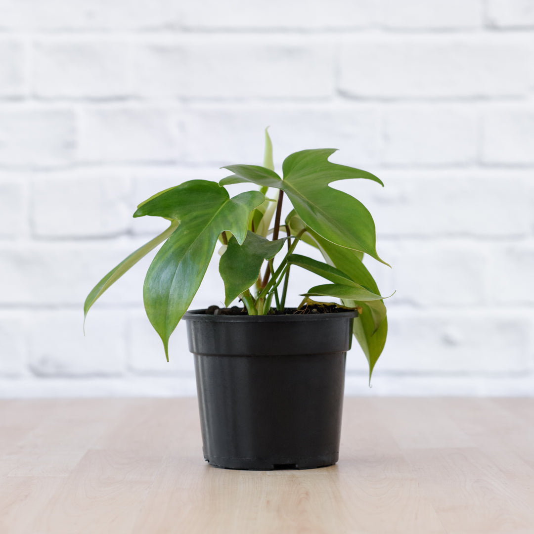 Philodendron - Florida Beauty - Shop Online!