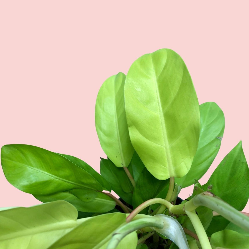 Philodendron - Malay Gold - Shop Online!