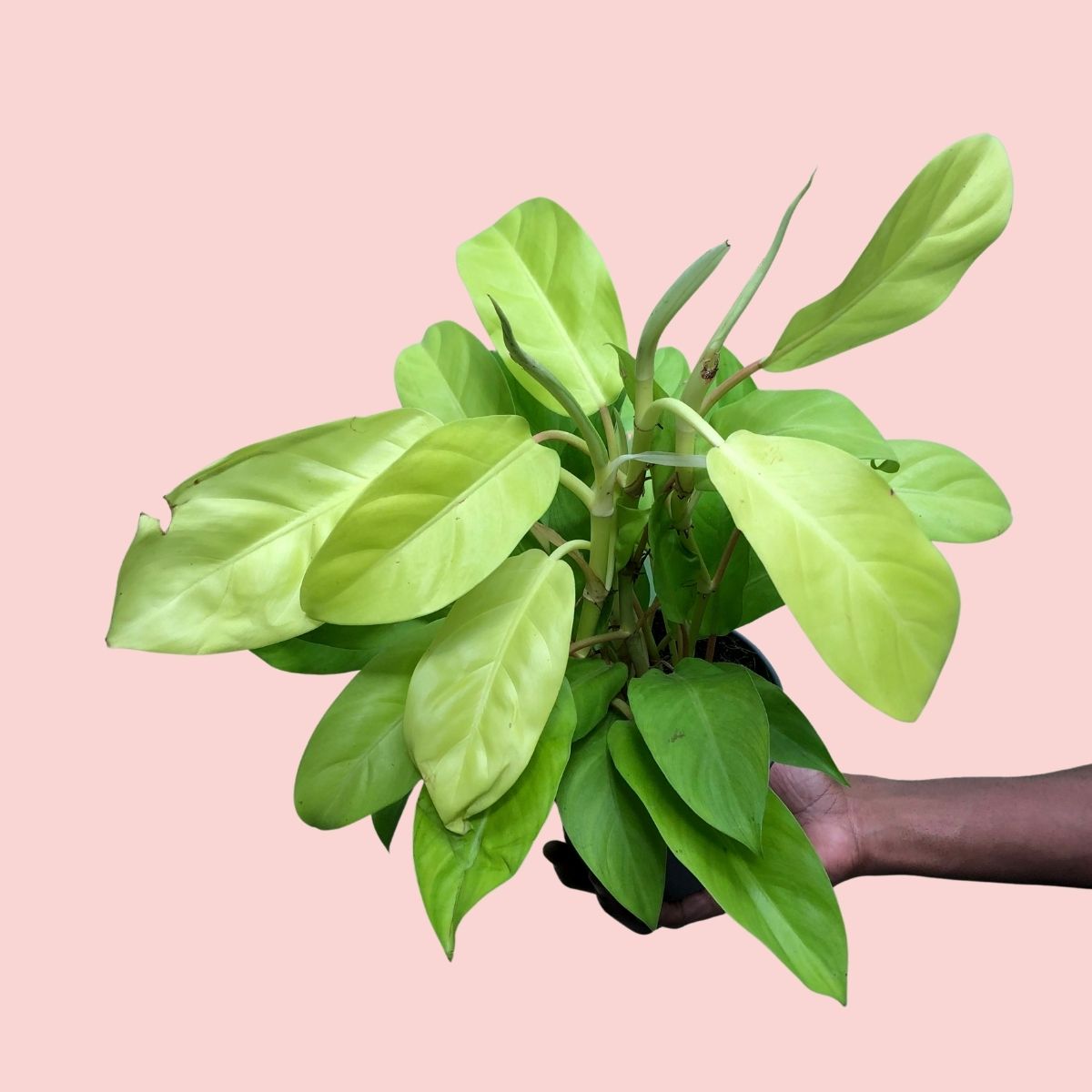 philodendron malay gold scientific name Philodendron - Malay Gold