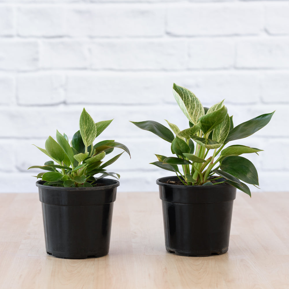 Philodendron - Birkin - Shop Online!