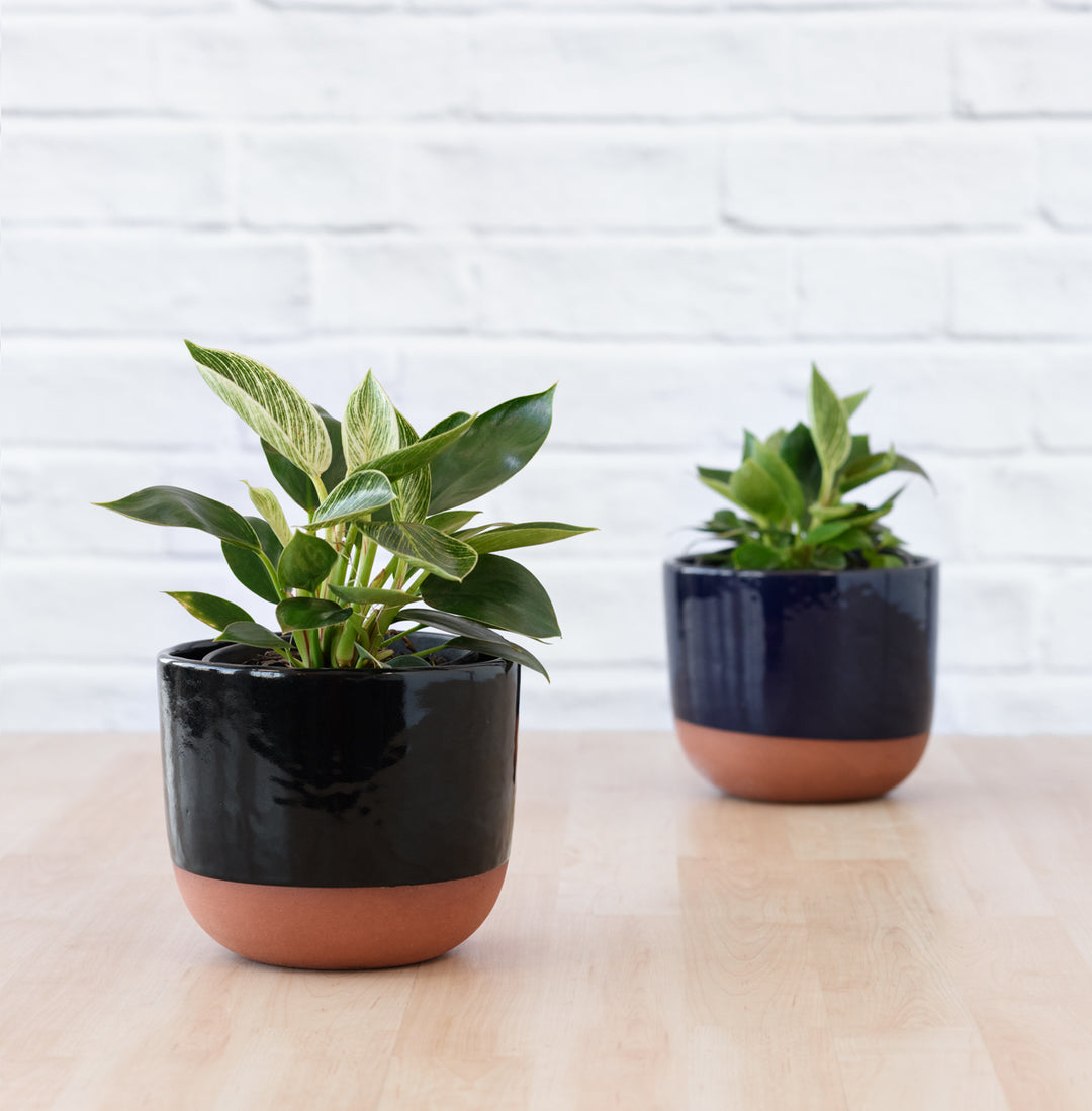 Philodendron - Birkin - Shop Online!