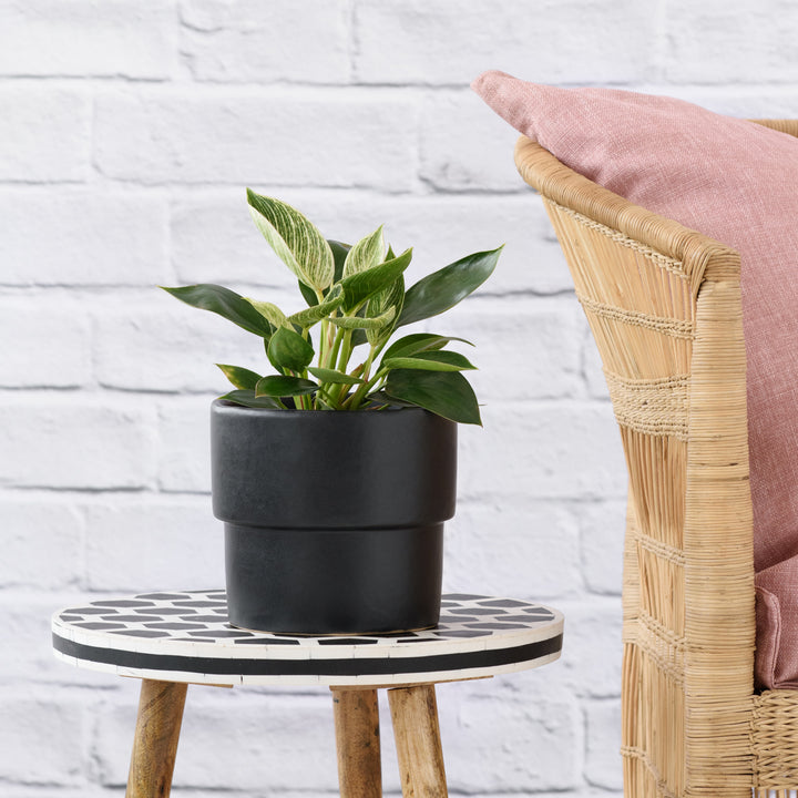 Philodendron - Birkin - Shop Online!