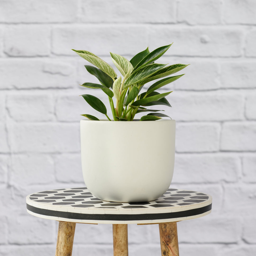 Philodendron - Birkin - Shop Online!