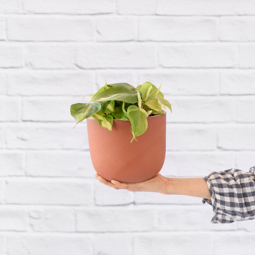 Philodendron Brasil - Shop Online!