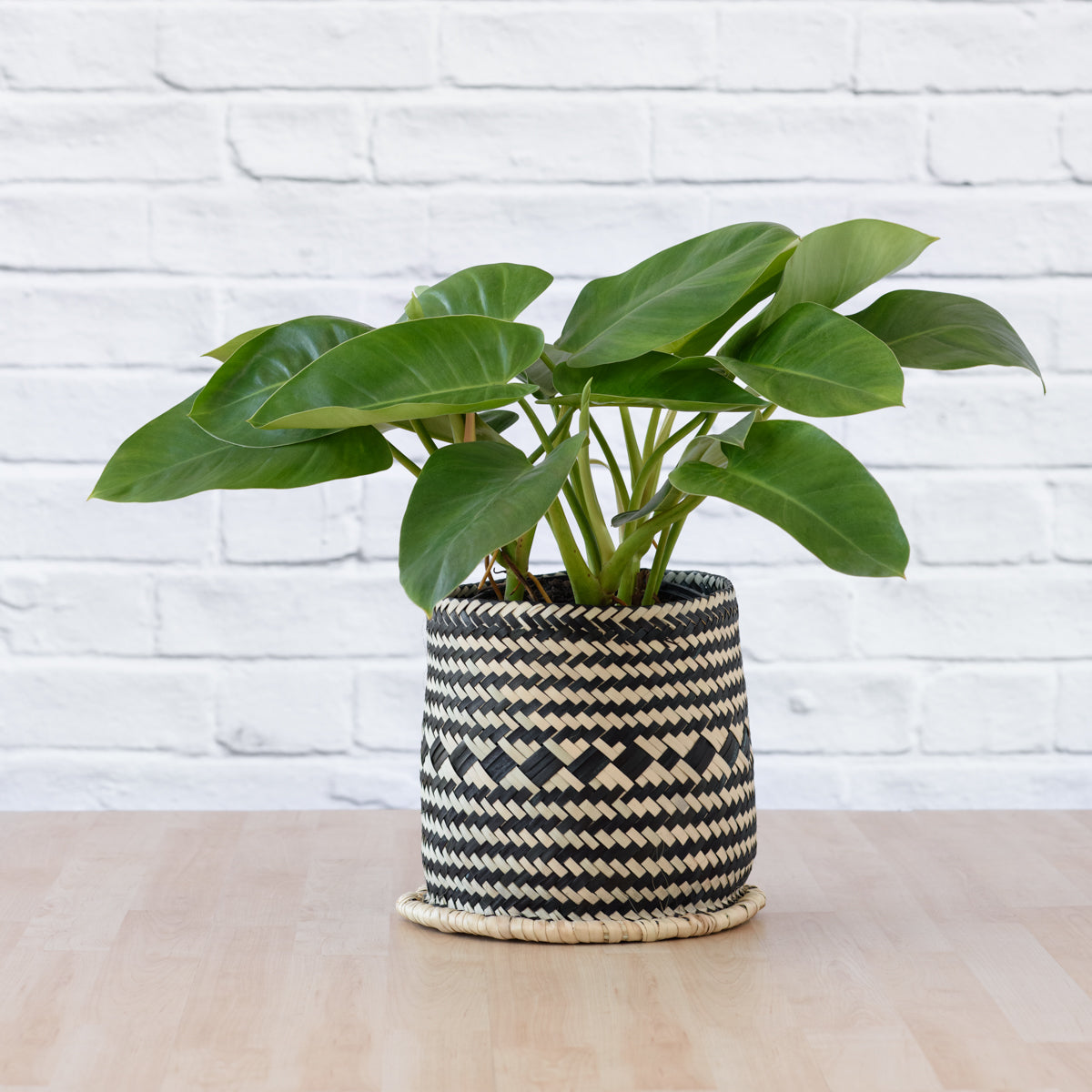 Philodendron emerald outlet green