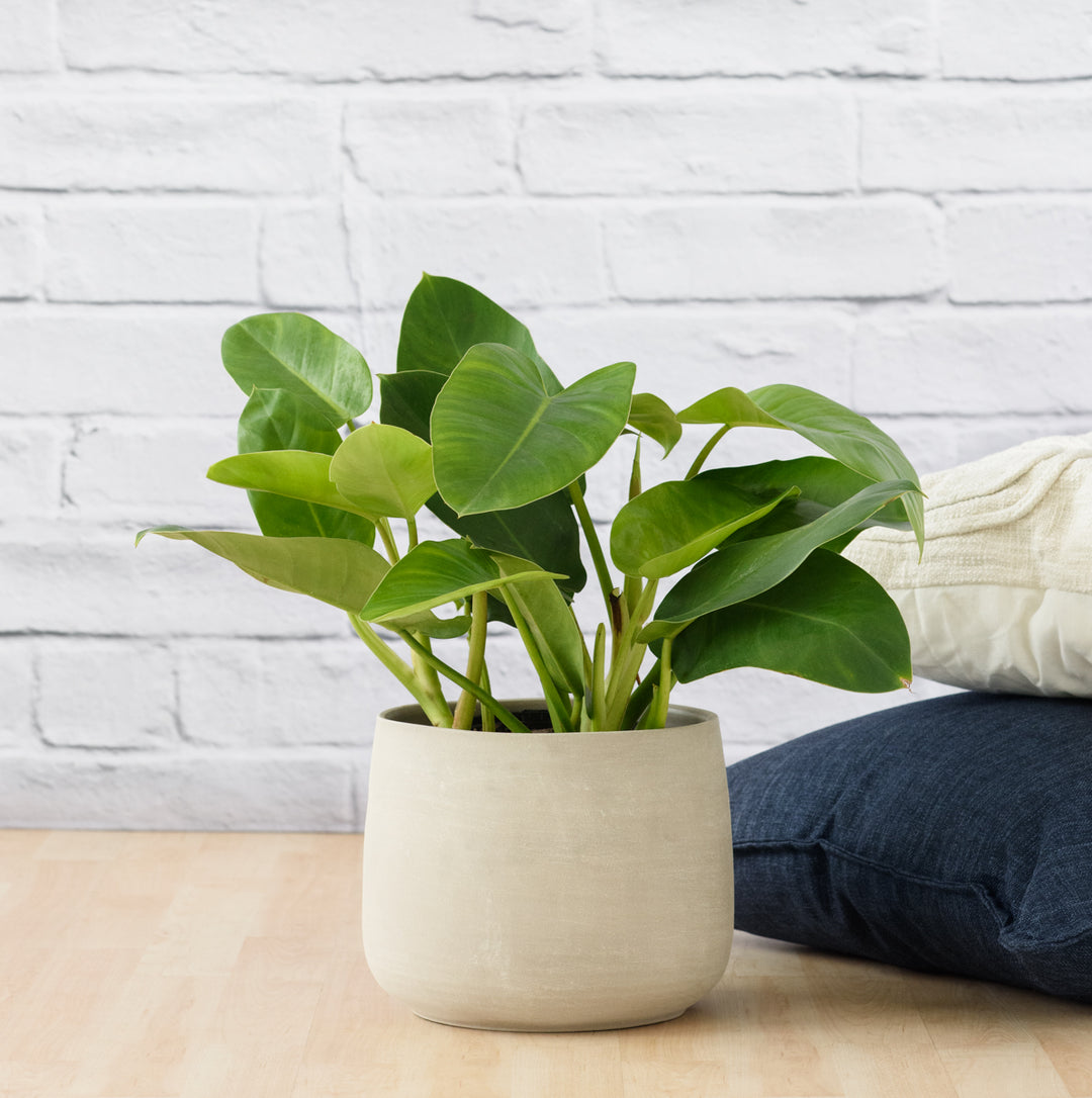 Philodendron - Emerald Green - Shop Online!