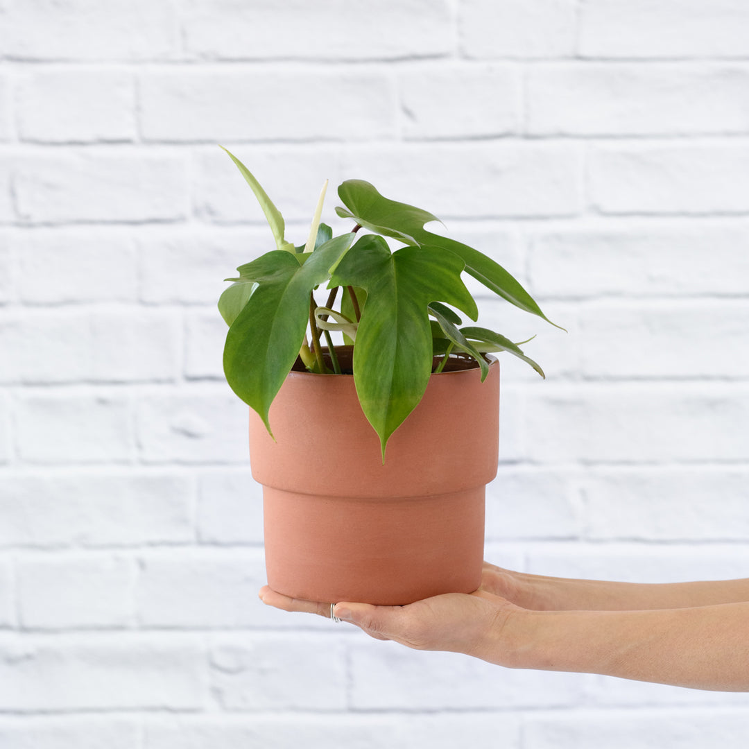 Philodendron - Florida Beauty - Shop Online!