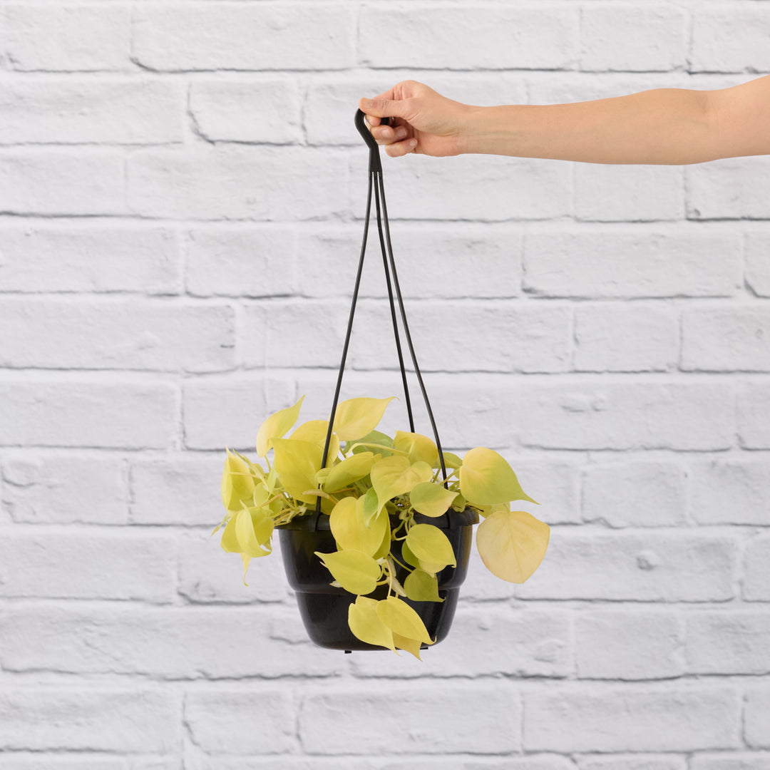 Philodendron Neon - LARGE - Shop Online!