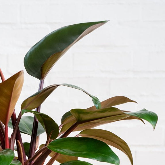 Philodendron - Congo Rojo - Shop Online!
