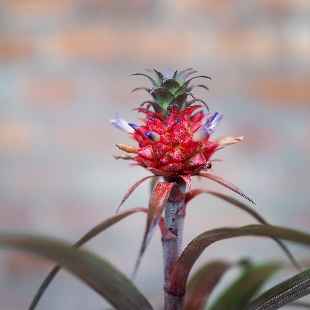 Pineapple Plant - Shop Online!