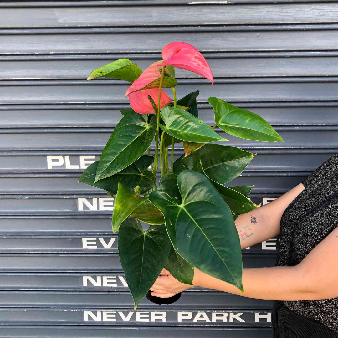 Anthurium - Pink - Shop Online!