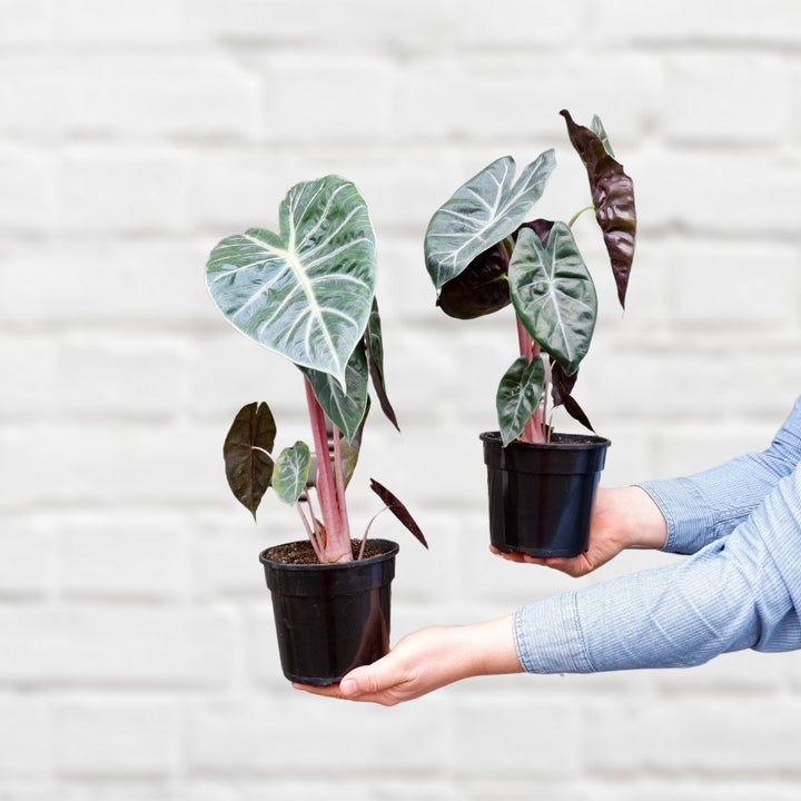 Elephant Ear - Pink Dragon - Shop Online!