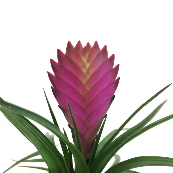 Pink Quill - Shop Online!