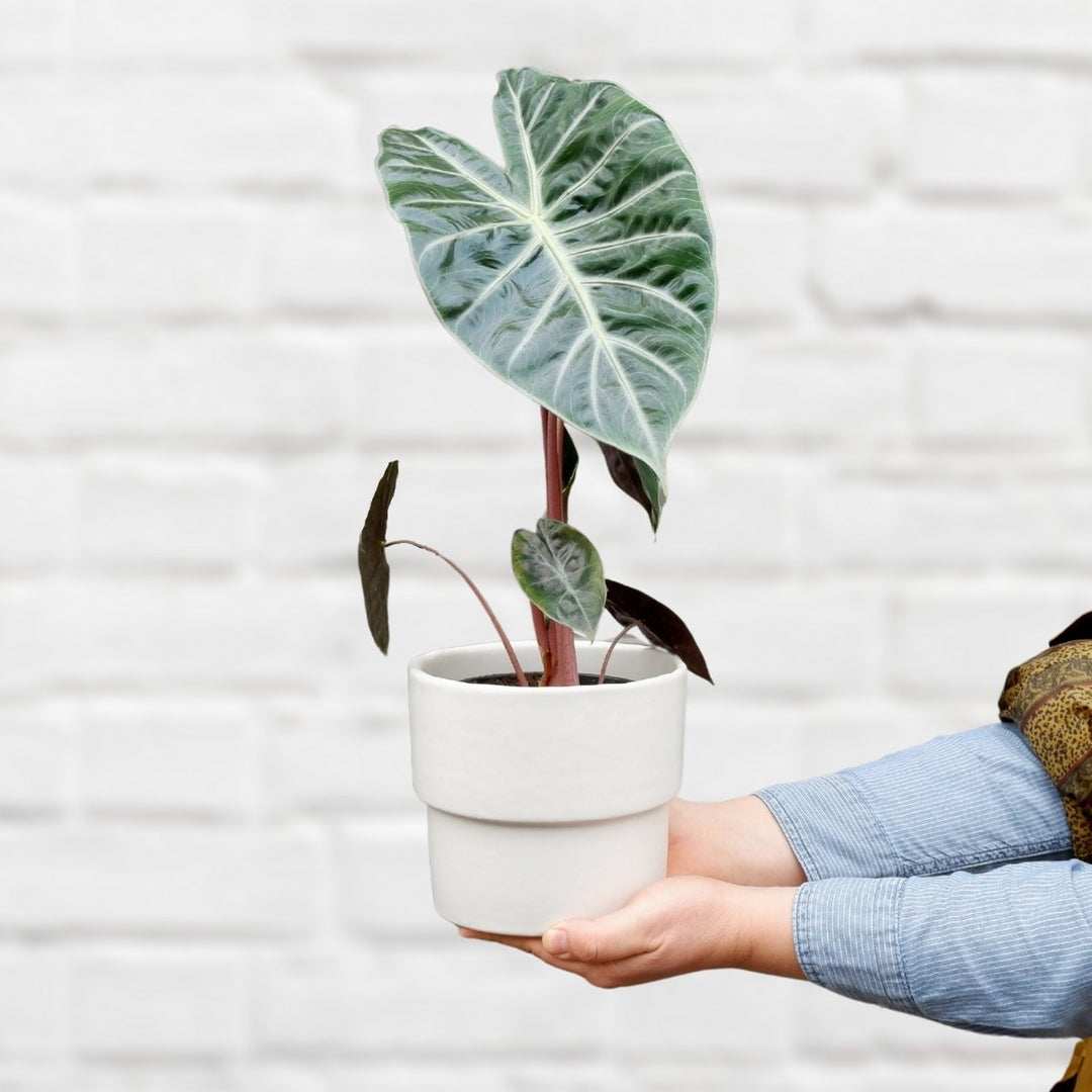 Elephant Ear - Pink Dragon - Shop Online!