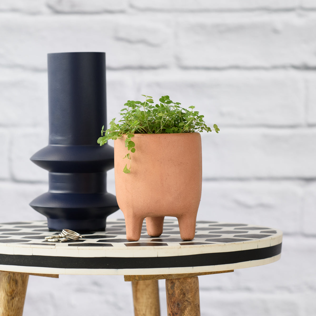 Peace in the Home | Indoor Plant