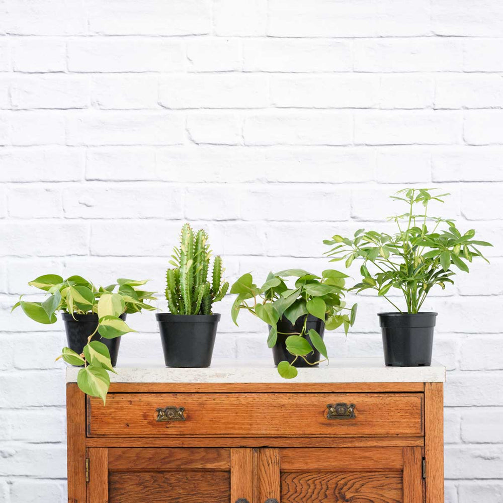 Plant Parent Pack - Shop Online!