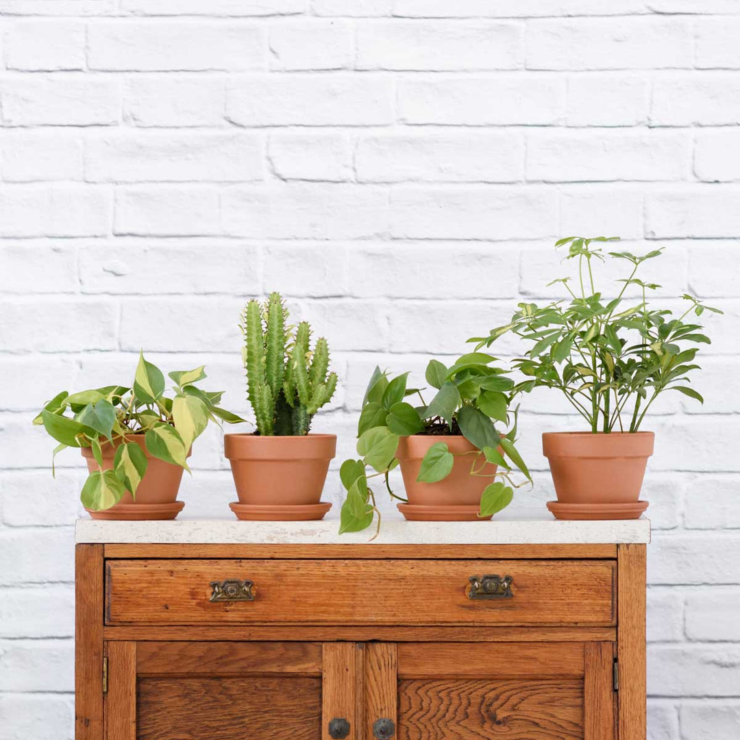 Plant Parent Pack - Shop Online!