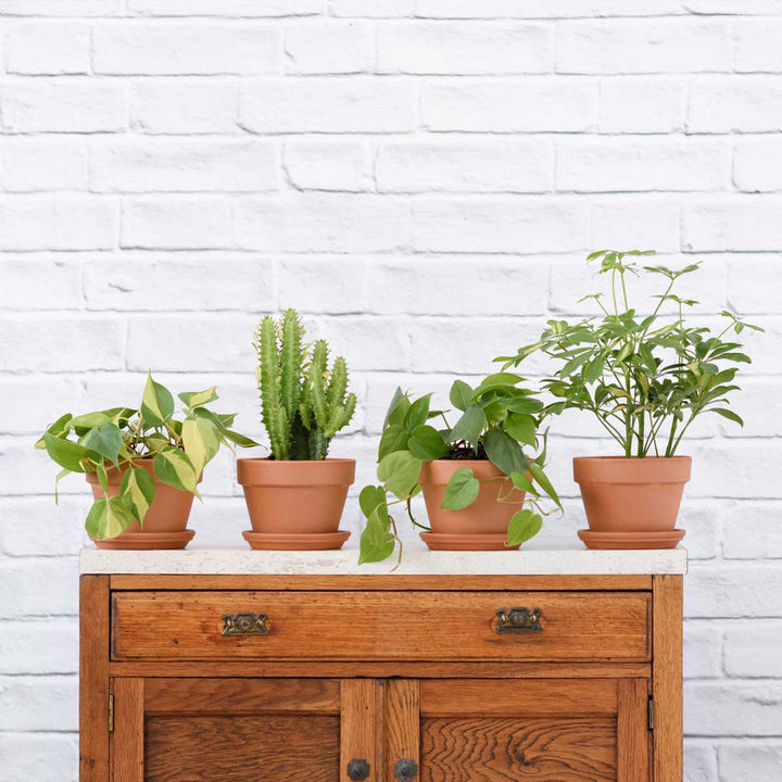 Plant Parent Pack - Shop Online!