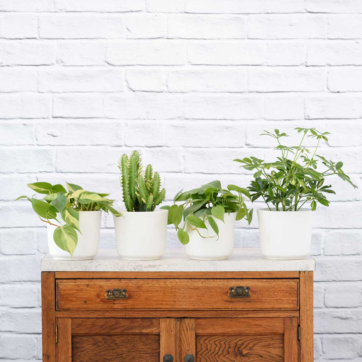Plant Parent Pack - Shop Online!