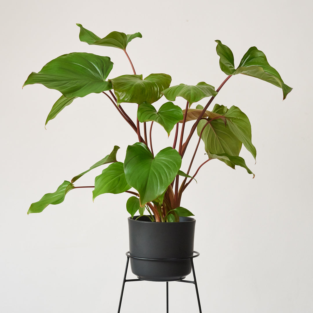 Homalomena Maggy - Shop Online!