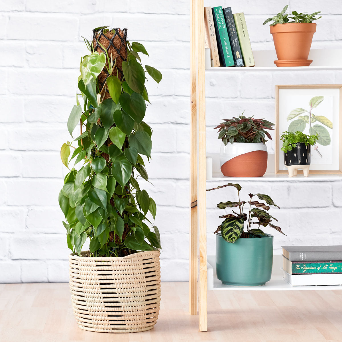 heart leaf philodendron moss pole Heart Leaf Philodendron - Moss Pole