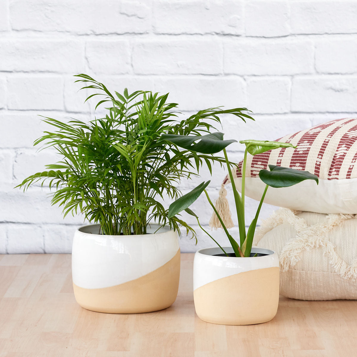 Plantify-1092-Edit.jpg?v=