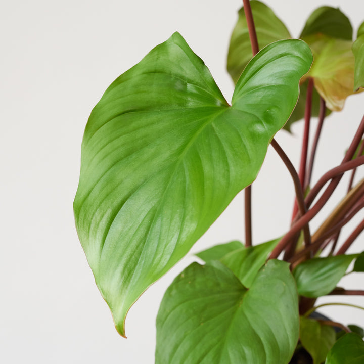 Homalomena Maggy - Shop Online!