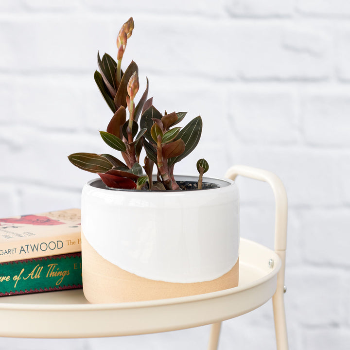 Jewel Orchid - Shop Online!