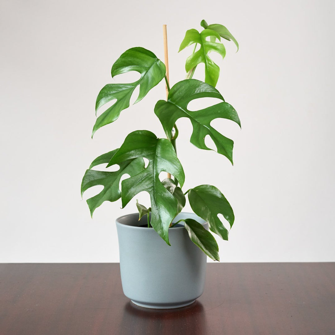 Mini Monstera - Vining - Shop Online!