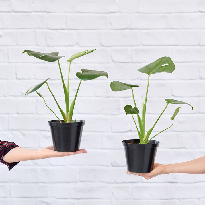 Delicious Monster - Shop Online!