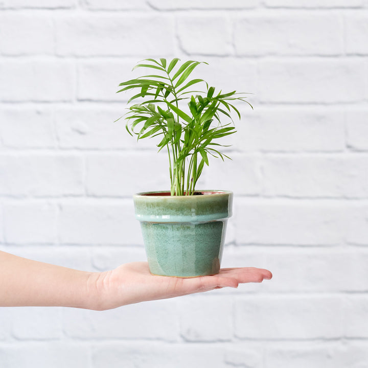 Love Palm - Shop Online!