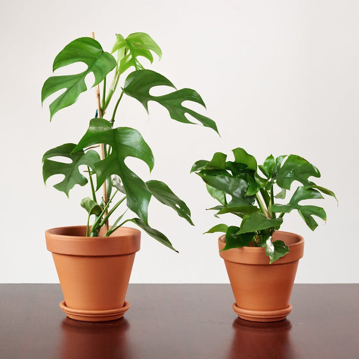 Mini Monstera - Vining - Shop Online!