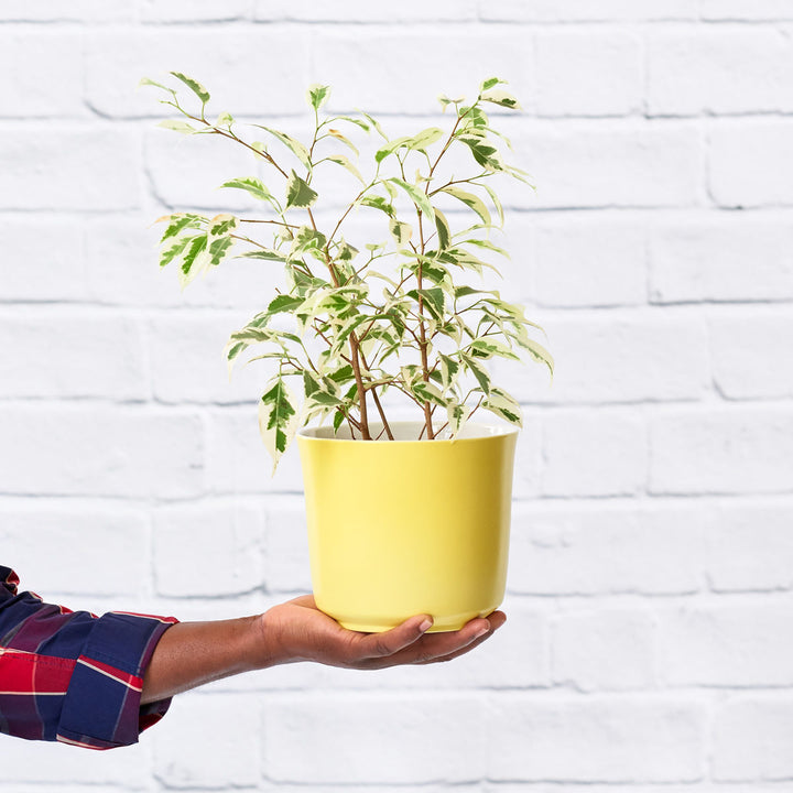 Ficus Starlight - Shop Online!