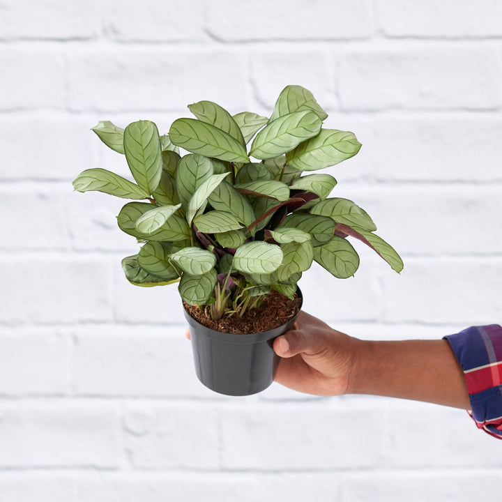 Ctenanthe Amagris - Shop Online!