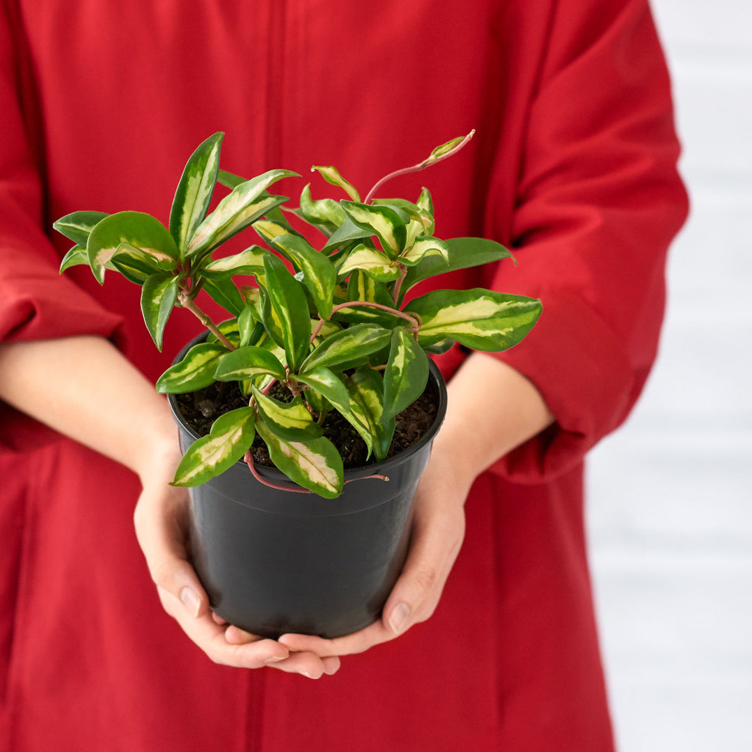 Hoya Carnosa - Variegated - Shop Online!