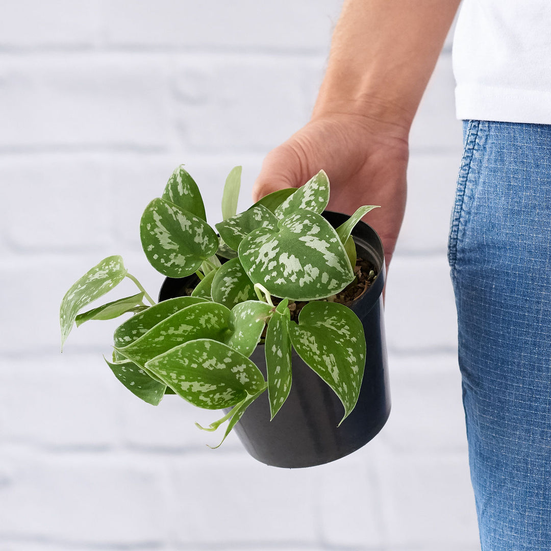 Pothos - Pictus - Shop Online!