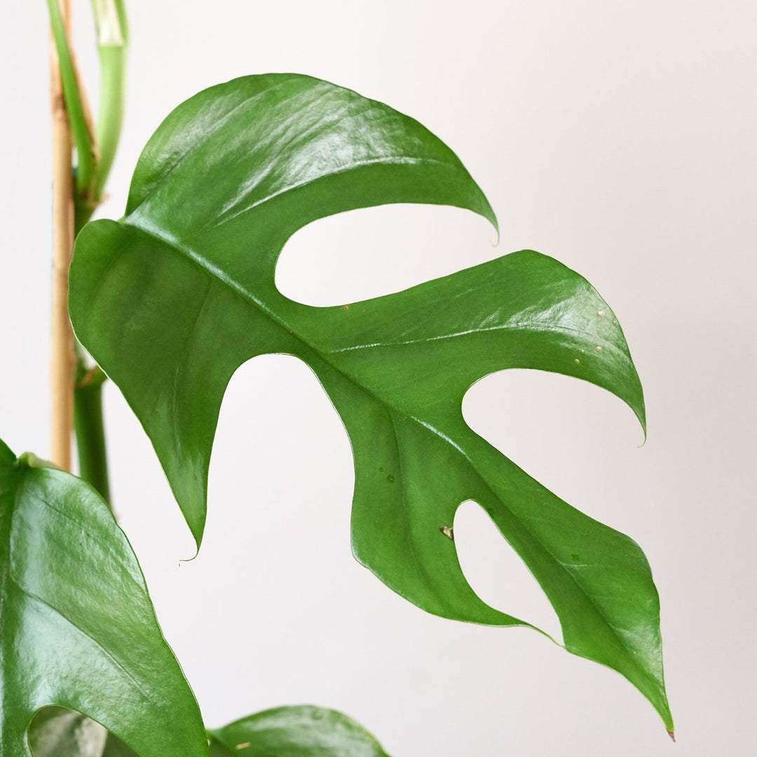 Mini Monstera - Vining - Shop Online!
