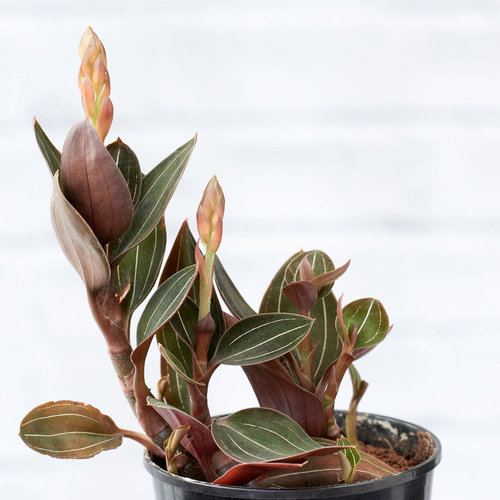 Jewel Orchid - Shop Online!