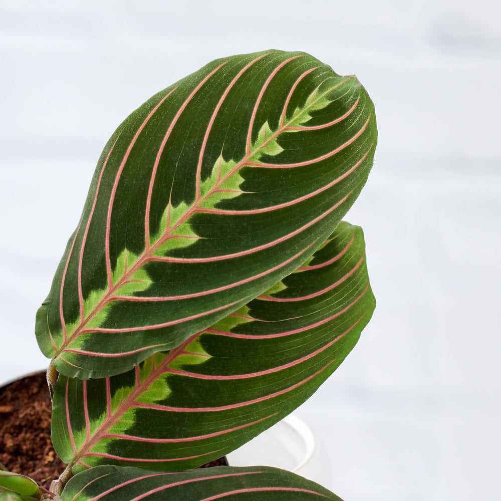 Prayer Plant - Shop Online!