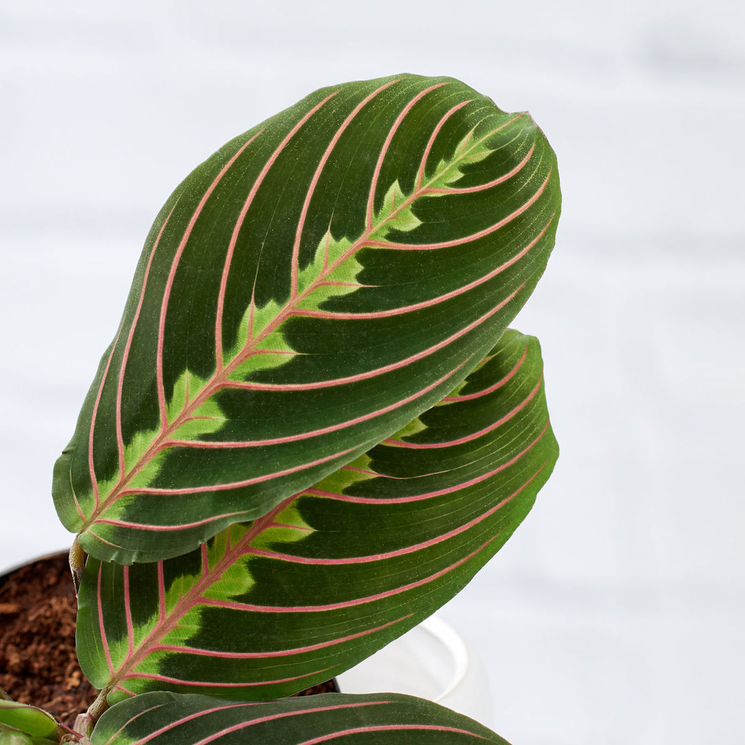 Prayer Plant - Shop Online!