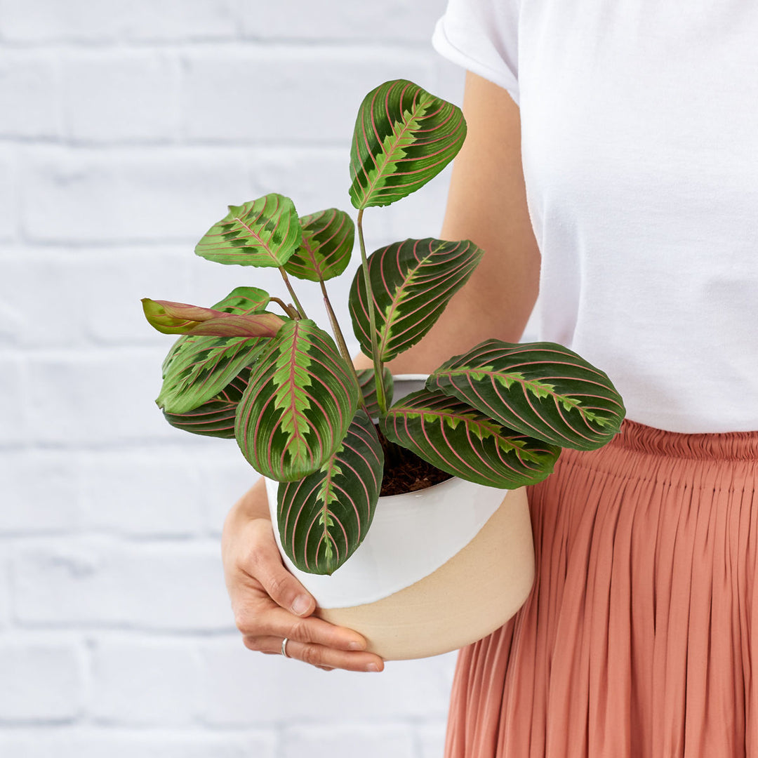 Prayer Plant - Shop Online!