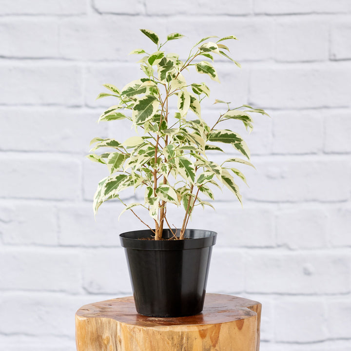 Ficus Starlight - Shop Online!