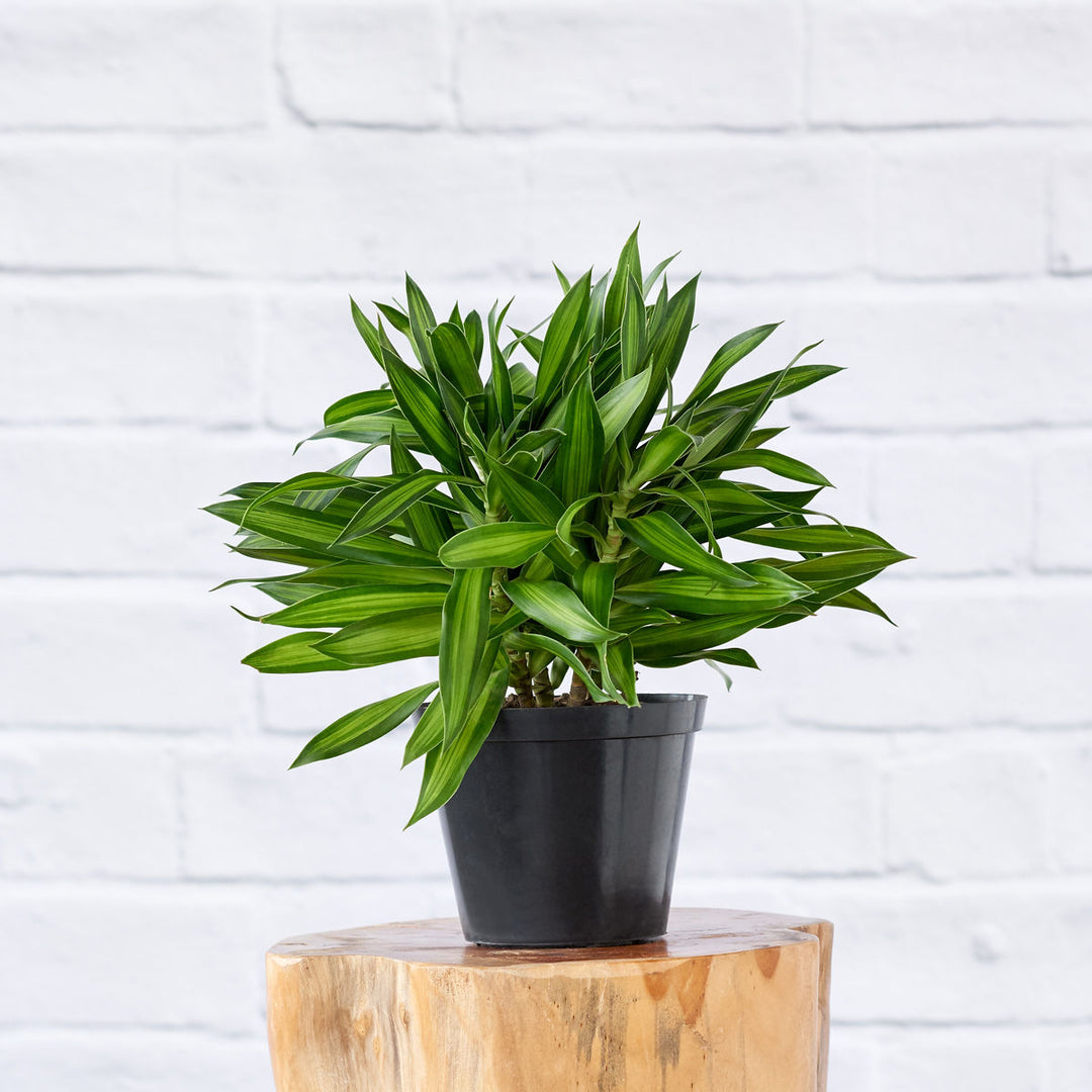 Dragon Tree - Song of Jamaica - Shop Online!