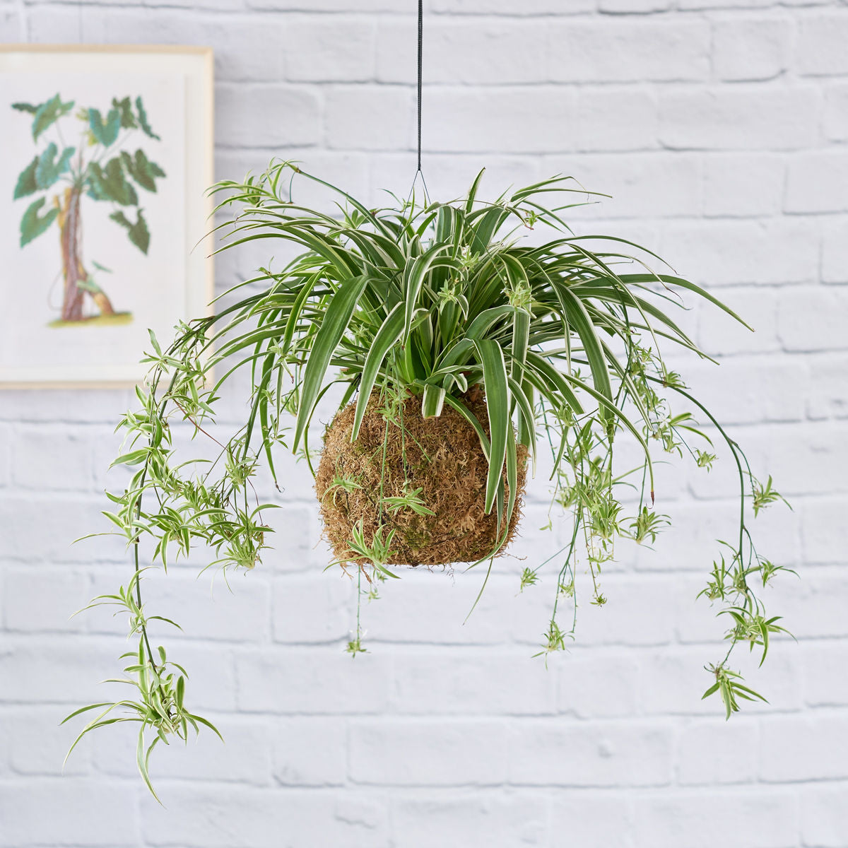 spider balls plant Spider Plant Mossball (smaller plant)