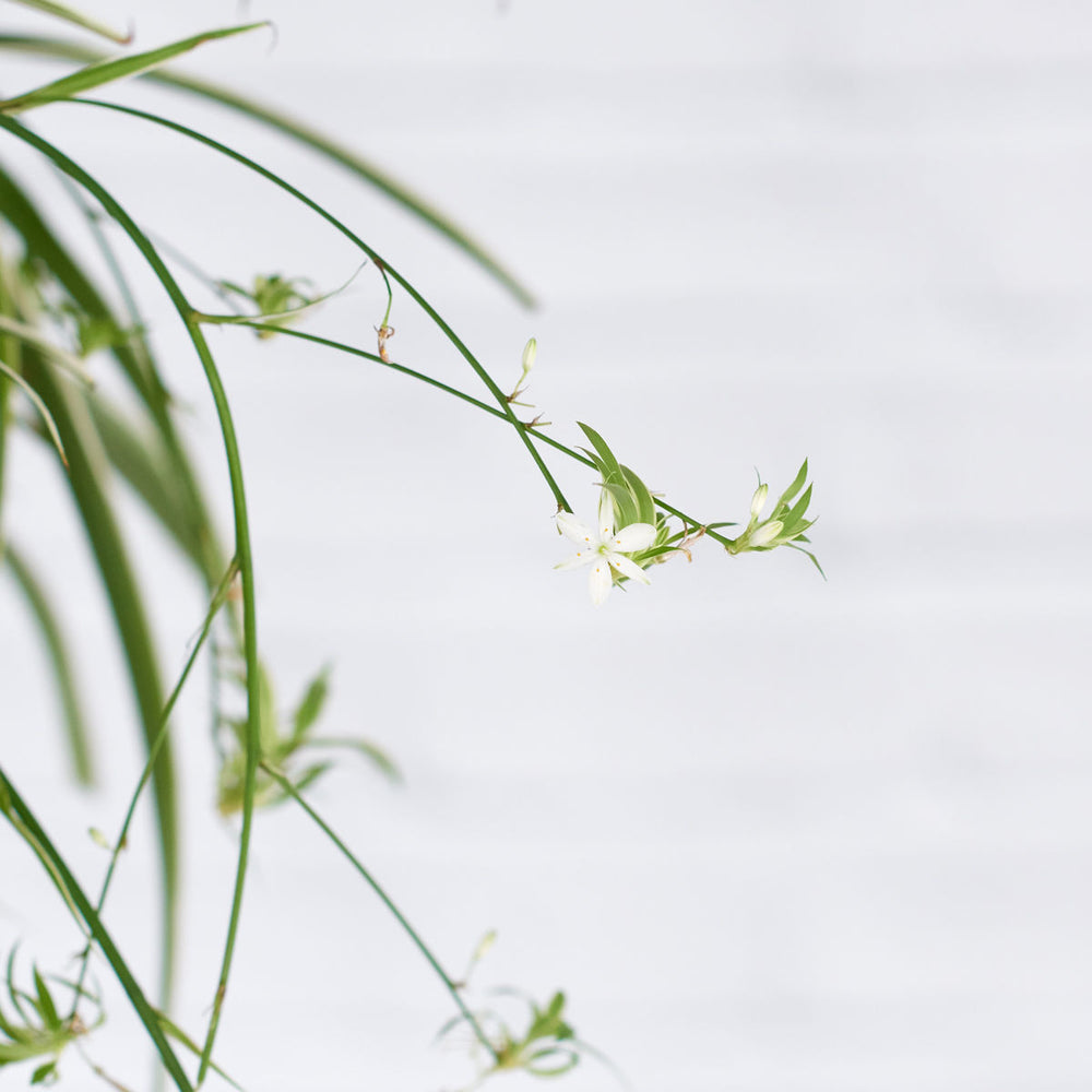 Spider Plant Mossball (smaller plant) - Shop Online!