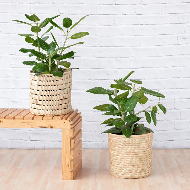 Ficus Audrey - LARGE - Shop Online!