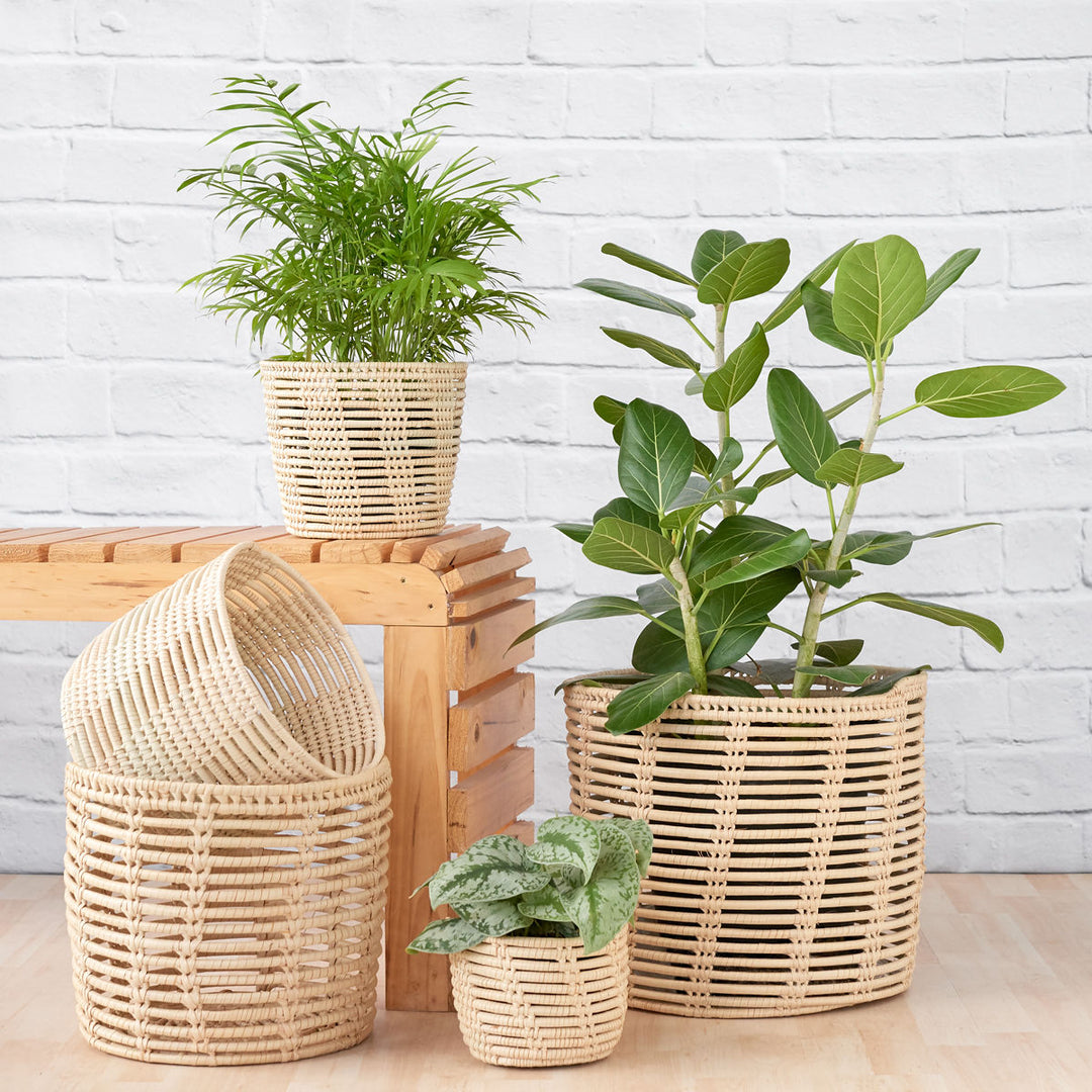 ShiShi Basket - Shop Online!