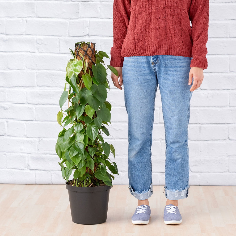 Heart Leaf Philodendron - Moss Pole - Shop Online!